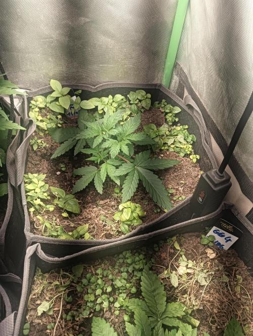 tent 1 auto 16/06/2026. Week 2