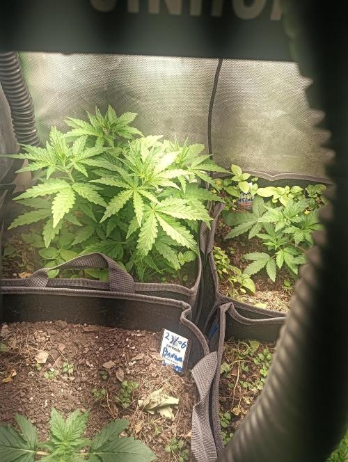 tent 1 auto 16/06/2026. Week 2 - gorilla z got planted about a week early