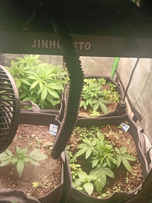 tent 1 auto 16/06/2026. Week 2