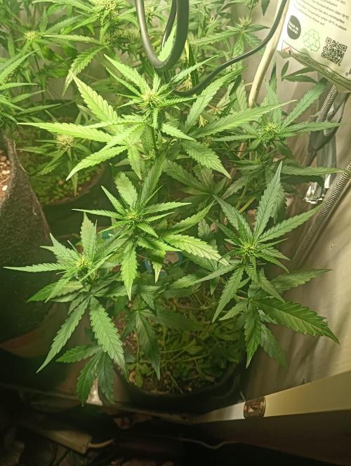 tent 2 auto 22/05. Week 5
