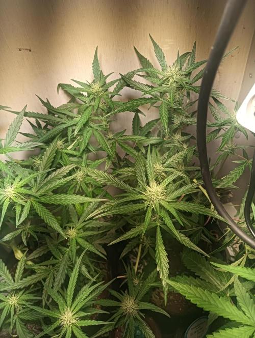 tent 2 auto 22/05. Week 5