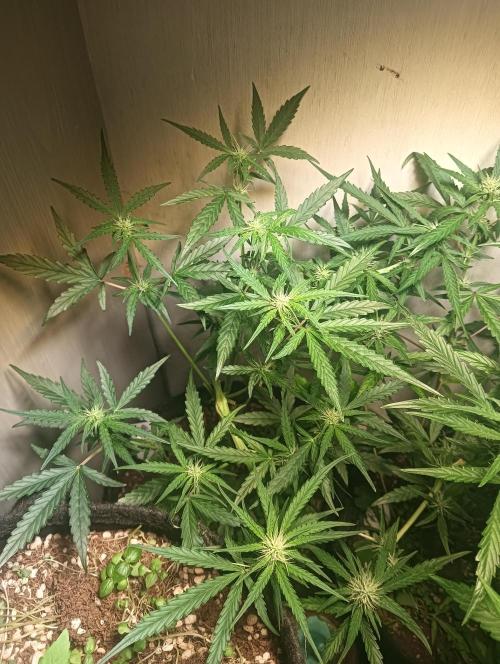tent 2 auto 22/05. Week 5