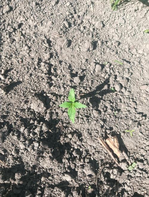 auto banana wappa f1 test run. Week 1 - outdoor open soil