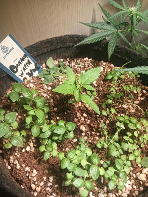 auto banana wappa f1 test run. Week 1 - closet, 100w light, 11l pot