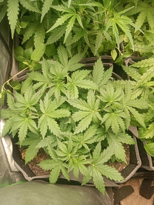 tent 1 auto 16/06/2026. Week 3 - auto banana wappa- NFG