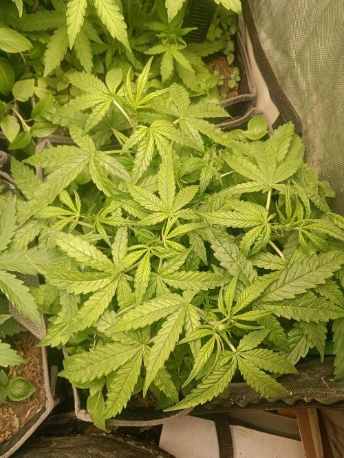 tent 1 auto 16/06/2026. Week 3 - gg4 auto- lineage genetics