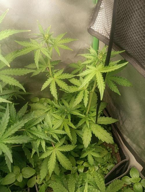 tent 1 auto 16/06/2026. Week 3 - critical orange punch auto- dutch passion