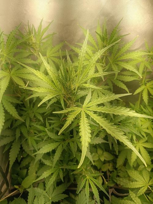 tent 1 auto 16/06/2026. Week 3 - gorilla z- fastbuds