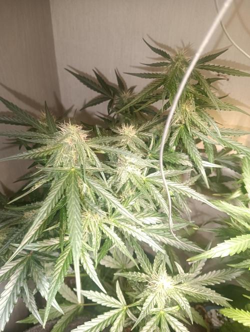 tent 2 auto 22/05. Week 6