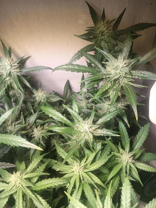 tent 2 auto 22/05. Week 6