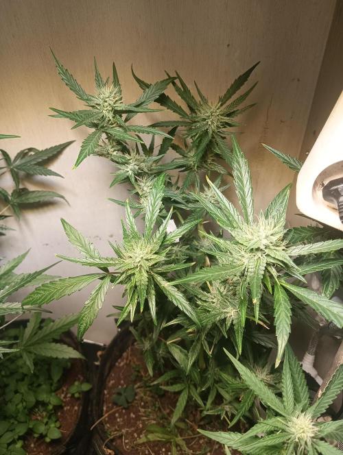 tent 2 auto 22/05. Week 6