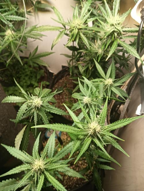 tent 2 auto 22/05. Week 6