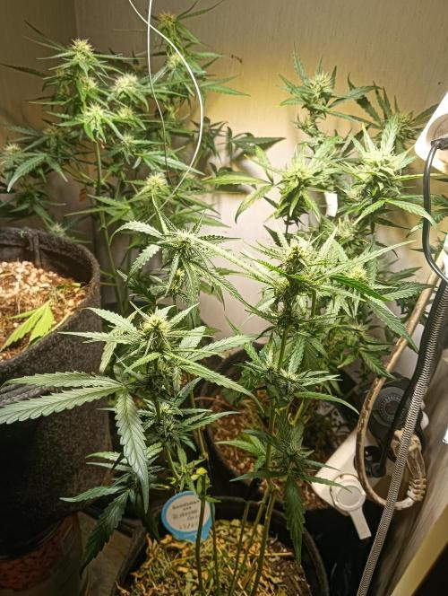 tent 2 auto 22/05. Week 6