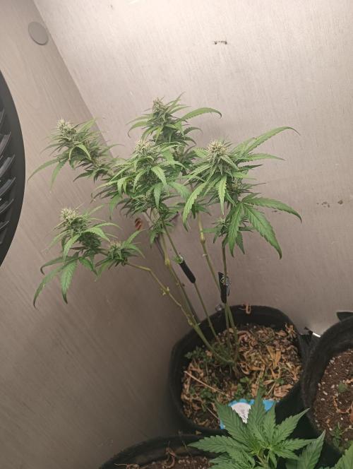 tent 2 auto 22/05. Week 8 - blueberry glue