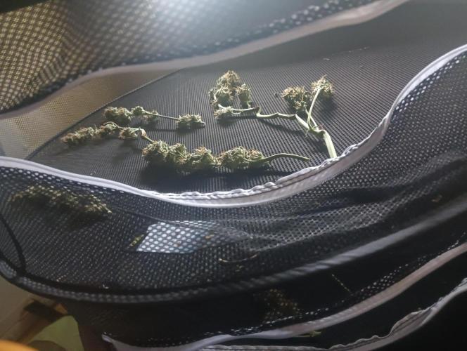 tent 2 auto 22/05. Week 8 - thin mints x sour pinot