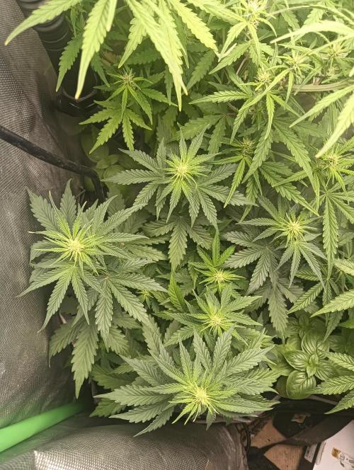 tent 1 auto 16/06/2026. Week 5