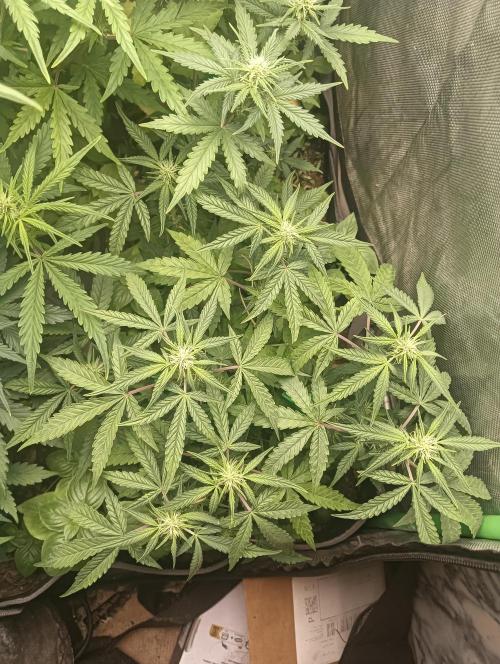 tent 1 auto 16/06/2026. Week 5