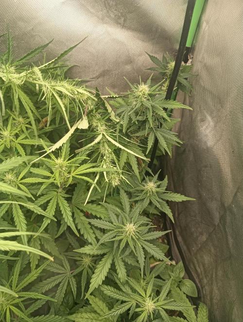 tent 1 auto 16/06/2026. Week 5