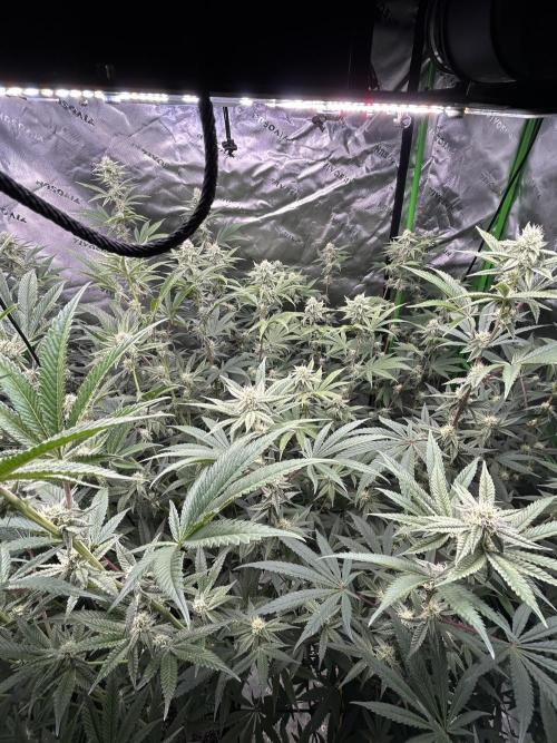 Black Cherry/Tahitian Vanilla. Week 4