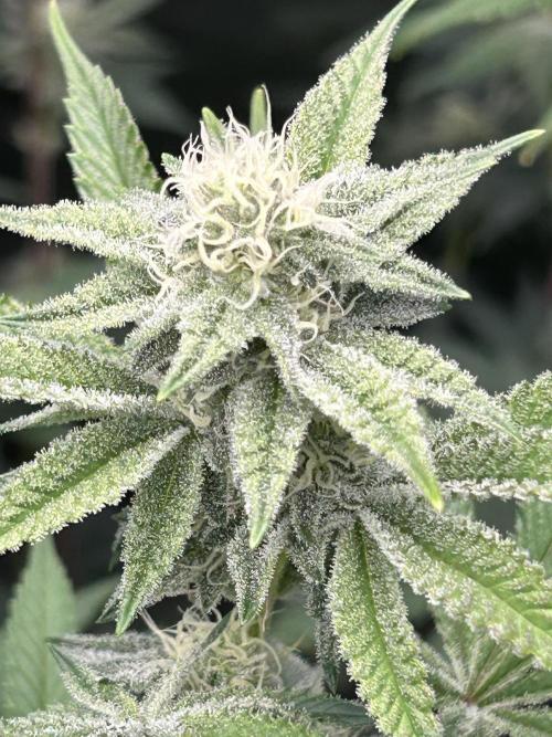 Black Cherry/Tahitian Vanilla. Week 4 - TV