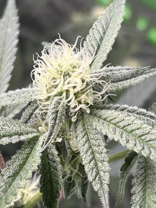 Black Cherry/Tahitian Vanilla. Week 4 - TV