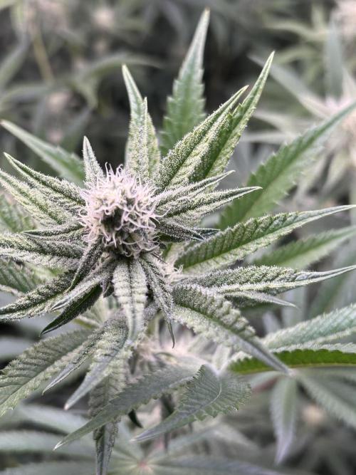 Black Cherry/Tahitian Vanilla. Week 4 - BC