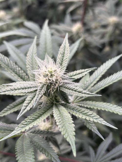 Black Cherry/Tahitian Vanilla. Week 4 - BC