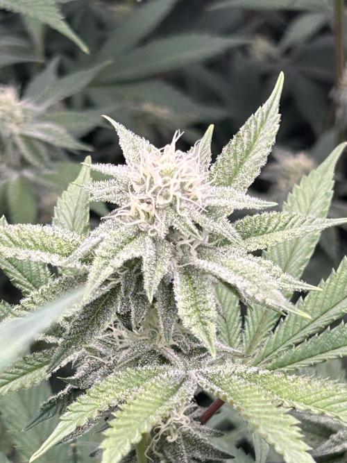 Black Cherry/Tahitian Vanilla. Week 4
