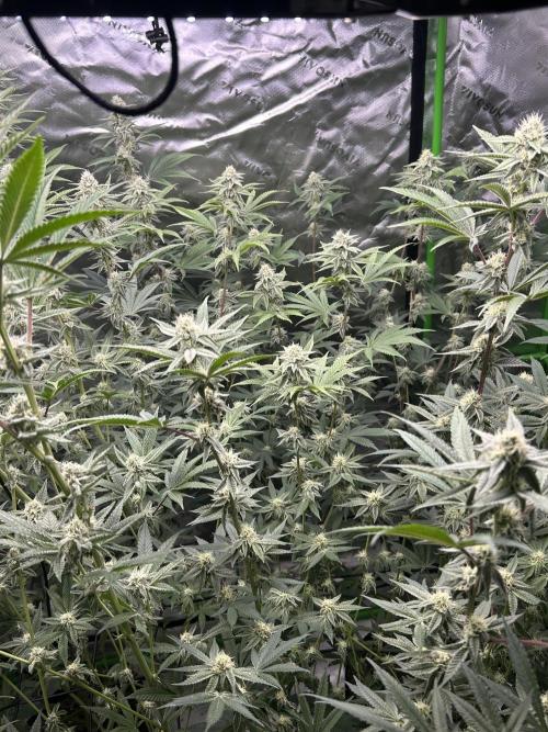 Black Cherry/Tahitian Vanilla. Week 5