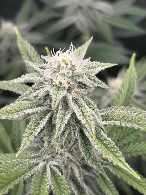 Black Cherry/Tahitian Vanilla. Week 5