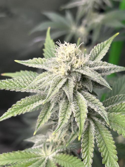 Black Cherry/Tahitian Vanilla. Week 5