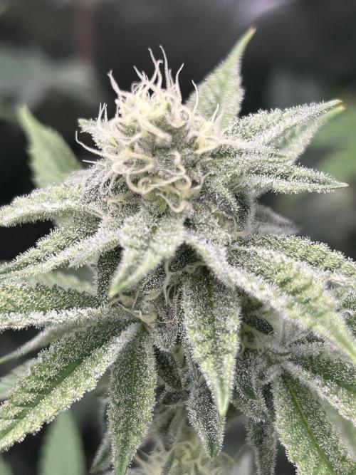 Black Cherry/Tahitian Vanilla. Week 5