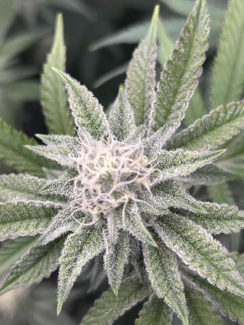 Black Cherry/Tahitian Vanilla. Week 5