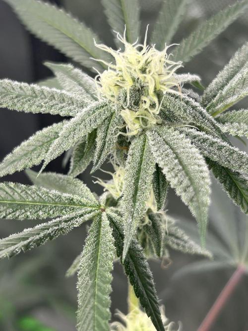 Black Cherry/Tahitian Vanilla. Week 5