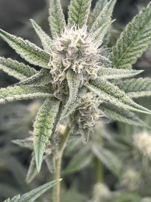 Black Cherry/Tahitian Vanilla. Week 5