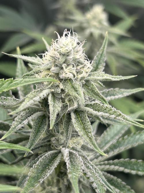 Black Cherry/Tahitian Vanilla. Week 5