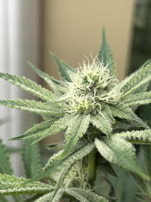 Black Cherry/Tahitian Vanilla. Week 5