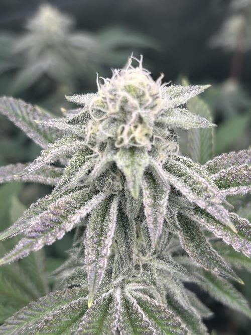 Black Cherry/Tahitian Vanilla. Week 5