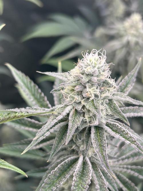 Black Cherry/Tahitian Vanilla. Week 5