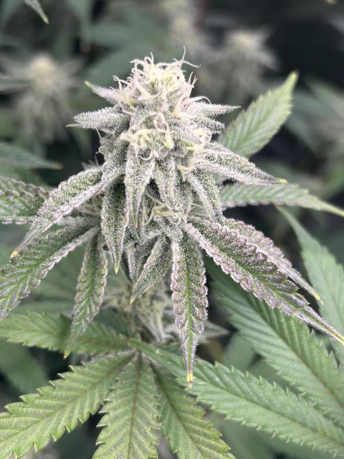 Black Cherry/Tahitian Vanilla. Week 5