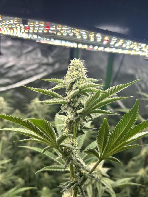 Black Cherry/Tahitian Vanilla. Week 5