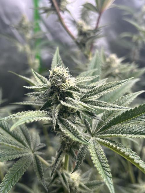 Black Cherry/Tahitian Vanilla. Week 5