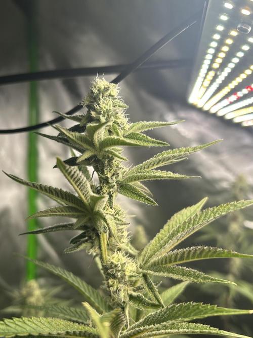 Black Cherry/Tahitian Vanilla. Week 5
