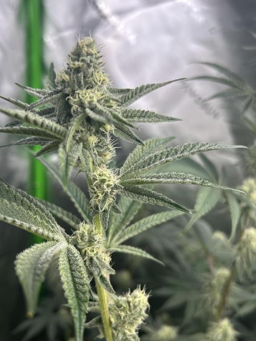 Black Cherry/Tahitian Vanilla. Week 5