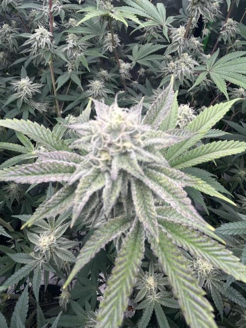 Black Cherry/Tahitian Vanilla. Week 5