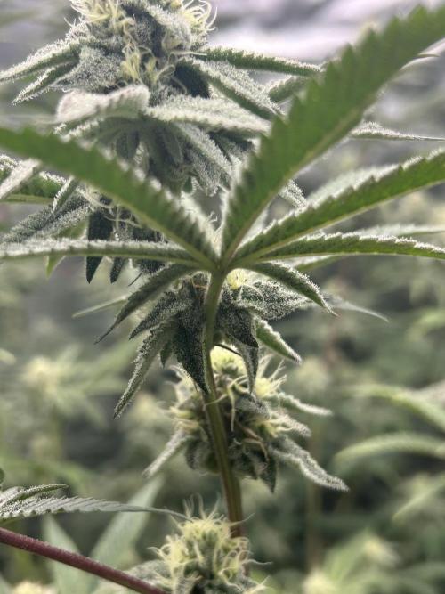 Black Cherry/Tahitian Vanilla. Week 5