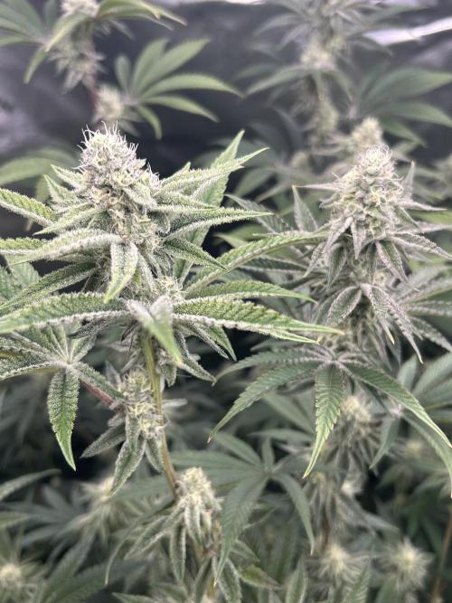 Black Cherry/Tahitian Vanilla. Week 5