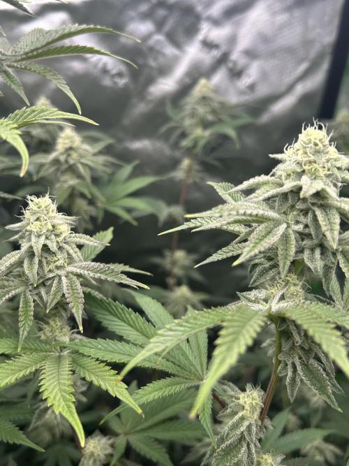 Black Cherry/Tahitian Vanilla. Week 5