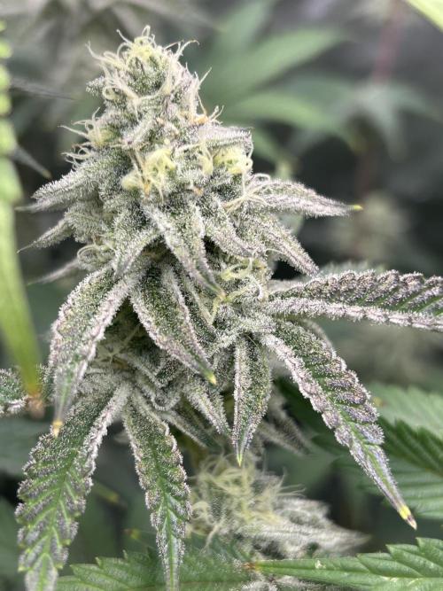 Black Cherry/Tahitian Vanilla. Week 6