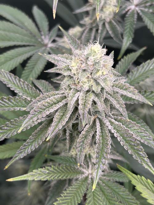 Black Cherry/Tahitian Vanilla. Week 6